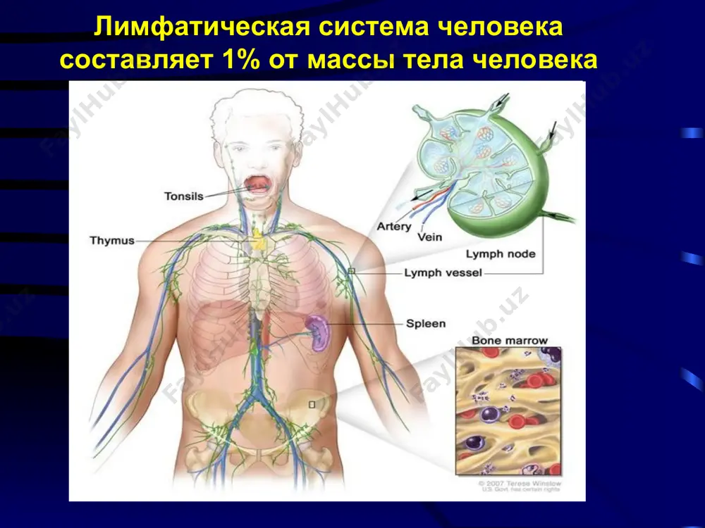 идивную выживаемость у части больных с лх 1960-е годы v.peters и h.kaplan создали рлт в современном ее виде лечение 1964г. v. devita первая публикация об успешном лечении генерализованных стадий лх при помощи программы морр 1976г. l.prosnitz предложил принципы современной комбинированной химио-лучевой терапии 1979г. a.santoro и g.bonadonna предложили новую схему полихимиотерапии - abvd 100 лимфома ходжкина прогресс в выживаемости больных с распространенными стадиями (данные ghsg – v.diehl 2004г) 0 20 0 1 2 3 4 5лет 40 60 80 beacopp (1993-99) алкилирую-щие (1955) без лечения (1940) mopp/abvd (1988-93) copp (1975) * благоприятный прогноз. современный стандарт лечения. 2-4 цикла abvd + облучение зон исходного поражения сод 30-36 гр. лучевая терапия должна быть начата через 14 дней после последнего введения химиопрепаратов, но не позднее 21 дня. промежуточный прогноз. современный стандарт лечения. 4-6 цикла abvd + облучение зон исходного поражения сод 30-36 гр. лучевая терапия проводится на зоны исходно больших массивов и/или остаточные опухолевые …