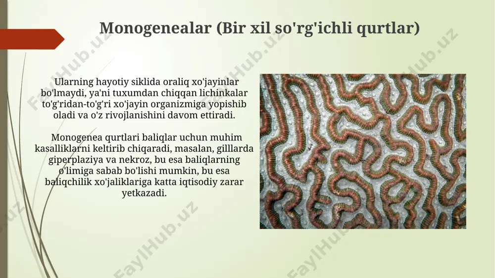 yassı chuvalchanglar - Page 5