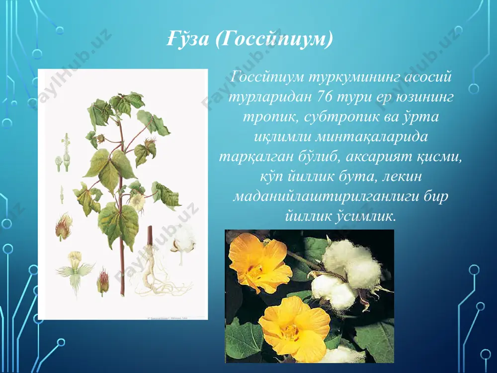 гулхайригуллилар қабиласи малвалес - Page 4