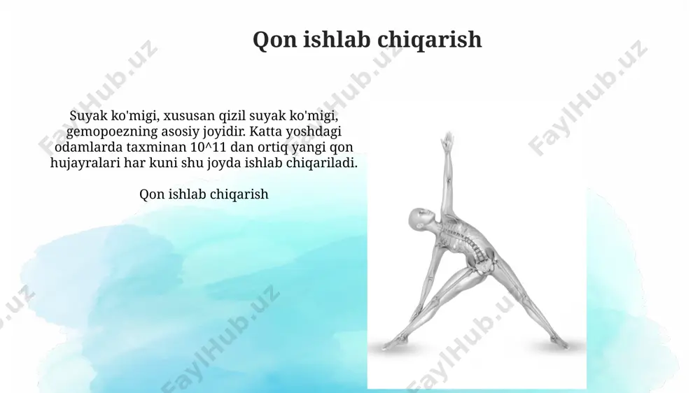 inan 5-10 barobar ortadi, bu esa tana haroratini oshirishga yordam beradi. ma'lumot suyak hujayralari suyak hujayralari osteotsitlar suyak matritsasida joylashgan bo'lib, lakunalar deb ataladigan 3 o'lchamli bo'shliqlarda mavjud. ular suyakning 90-95% ini tashkil etadi, suyakning shakllanishi va rezorbsiyasida rol o'ynaydi. suyak hujayralari kanalikuli orqali bir-biri bilan bog'langan, bu 0,1-0,2 mikron diametrga ega bo'lgan kichik kanallar. bu kanallar orqali oziq moddalar va chiqindi moddalar almashinadi, bu suyakning sog'lig'i uchun juda muhim hisoblanadi. suyaklarning shakllanishi suyaklarning shakllanishi embrional rivojlanishning taxminan 6-8 haftalarida boshlanadi. bu jarayon ossifikatsiya deb ataladi, unda mezenximal hujayralar xondroblastlarga aylanib, dastlab xaftaga asosini hosil qiladi. suyaklarning shakllanishida osteoblastlar muhim rol o'ynaydi. osteoblastlar yangi suyak to'qimasini sintezlaydi va mineralizatsiya qiladi, shu bilan birga kalsiy va fosfat kabi minerallarni suyak matritsasiga joylashtiradi. bu jarayon 20 yoshgacha davom etadi. klinik ahamiyati suyak sinishlari klinik ahamiyatga ega, ayniqsa, katta uzunlikdagi suyaklar singanida, 15-20% hollarda yog' emboliyasi sindromi rivojlanishi mumkin, bu esa o'pka va …