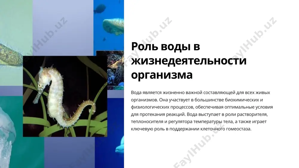 пресноводные беспозвоночные, такие как гидры и планарии, способны активно накачивать воду из окружающей среды и удалять избыток через специальные выделительные системы. 5 регуляция водного баланса 1 центральная роль гипоталамо-гипофизарной системы гипоталамус синтезирует антидиуретический гормон (адг), который регулирует реабсорбцию воды в почках. гипофиз выделяет адг в кровь, стимулируя сохранение воды в организме. 2 роль почек в поддержании водного баланса почки играют ключевую роль в выведении излишков воды из организма. они реагируют на концентрацию адг, адаптируя скорость фильтрации и реабсорбции воды. 3 влияние жажды и питьевого поведения центры жажды в гипоталамусе распознают снижение объема жидкости в организме и стимулируют питьевое поведение, чтобы восполнить водный баланс. 6 особенности водного обмена у различных групп животных различные группы животных демонстрируют уникальные адаптации в механизмах поступления, распределения и выведения воды. наземные позвоночные, такие как млекопитающие, птицы и рептилии, развили эффективные системы сохранения и регулирования влаги в организме, позволяющие им выживать в засушливых условиях. водные организмы, включая …
