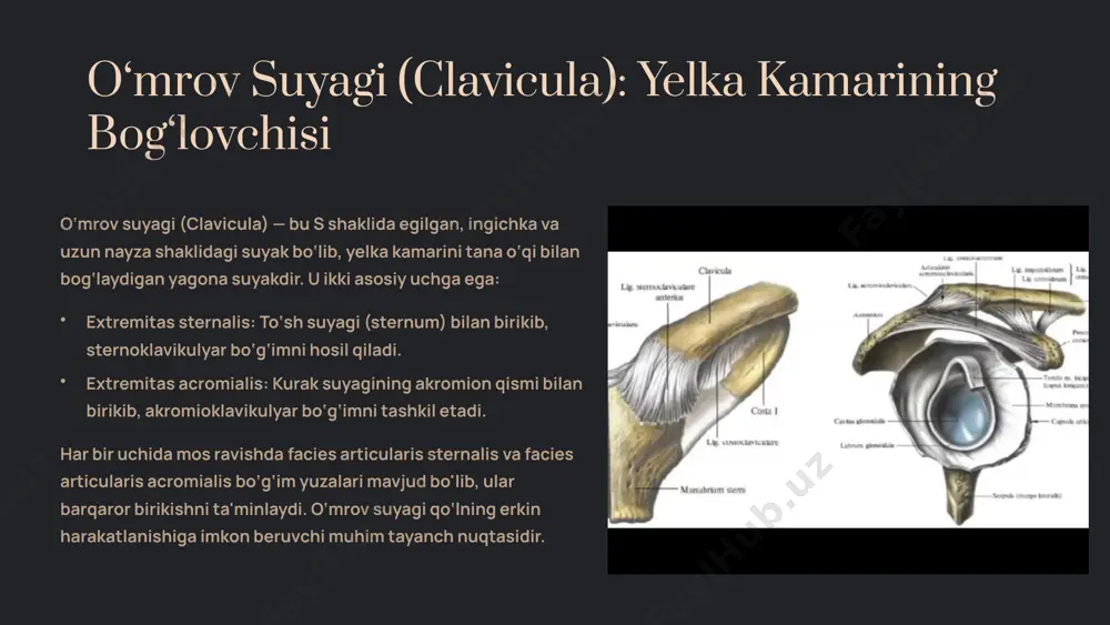 yelka, o‘mrov, kurak va qo‘l suyaklari anatomiyasi - Page 5