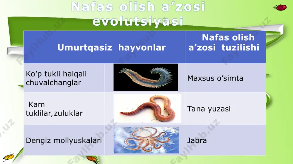 hayvonlarning nafas olish organlari evolutsiyasi - Page 4