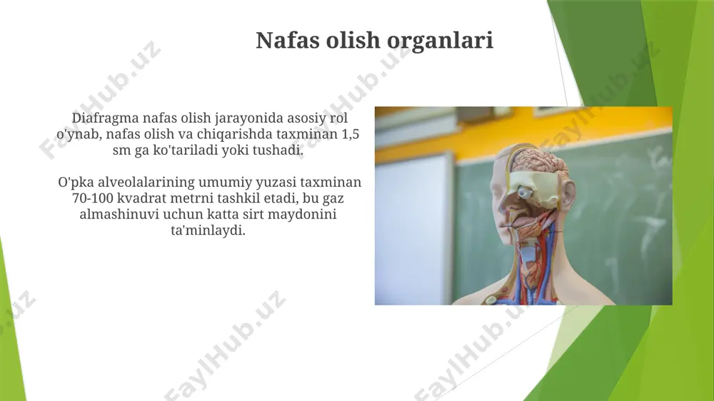 nutq organlari va ularning vazifalari - Page 4