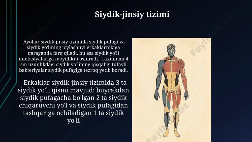 odam tanasining anatomik tuzilishi - Page 5