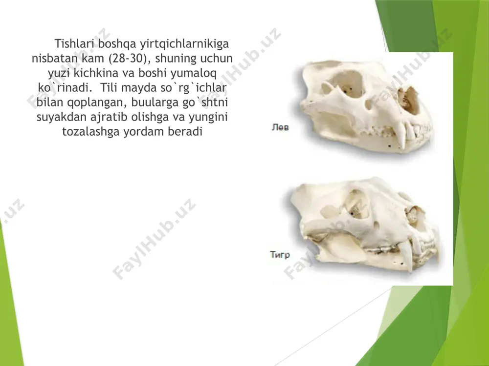 mushuksimonlarga umumiy ta'rif - Page 4