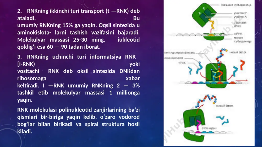 — boshlanish; elongatsiya -uzaytirish va termipatsiya- tugatish. dnk-molekulasida komplementar, qolip tizimida sintezlangan i-rnk molekulasida oqsilning aminokislota qatori nukleotid orqali kod shaklda belgilanadi. nuklein kislota nukleotidlardan tashkil topgan, oqsil esa aminokislotalardan hosil bo‘lgan. n1 – n2 - n3 -....- nm nuklein kislota a1_ a2 – a3- . - . --am oqsil oksildagi aminokislotalarning joylanish tartibi nuklein kislotalardagi nukleotidlarning joylanishiga bog‘liq. kibernetikada bir obyektning ko‘rinishi ikkinchisinikiga bog‘liq bo‘lsa buni kodlanish tizimi deb ataladi. demak 4 —hil nukleotid 20 xil aminokislotalarni joylanish tartibini belgilaydi. genetik informatsiyani dnk molekulasidagi 4 xil nukleotid yordamida ifodalash genetik kod deyiladi. ribosomada oqsillarning sintezi — nh2 →soon xarakat olib boriladi. oqsil sintezining boshlanishi initsiatsiya qiluvchi kodonlar formil —metinin t —rnk va i —rnk bo‘lishi kerak. oqsil sintezini boshlaydigan oqsil omillar aniqlangan. bakteriyalarda uch xil if, if2, if3. if3— ossil — formil — metonil —t-rnk bilan, i —rnk bo-laydi, if1 i-rnkni 30s cubbirlikka bog‘laydi. ife2 30 s va 60 …