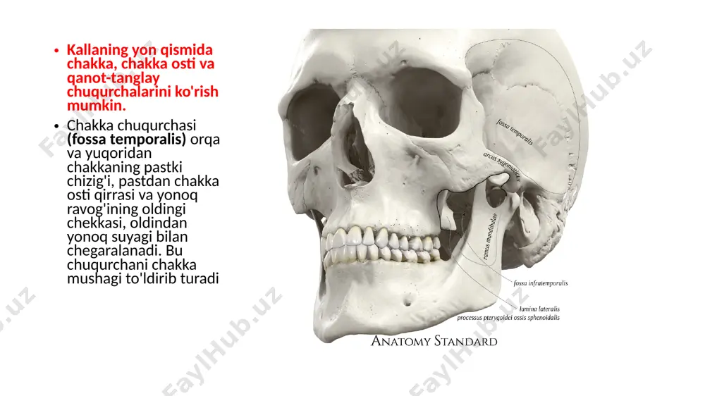 alfraganus university tibbiyotfakulteti anatomiyakafedrasi 8-amaliymashg’ulot - Page 3
