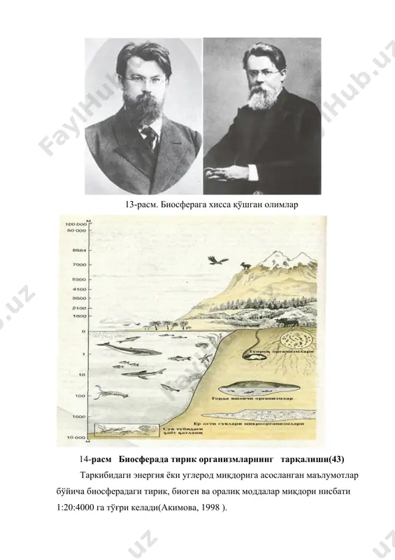 о2 ни ютади ва органик модда ҳосил қилади ва озиқ занжирлари орқали ҳайвонларга ўтади. углерод ўсимликлар ва ҳайвонларнинг нафас олиши ва бошқа жараёнларда ажралиб чиқади. в.и.вернадскийнинг кўрсатишича, тирик организмлар биосферада кимёвий элементлар миграцияси (кўчиб юриши)нинг асосий омилларидир. бу миграцияни иккита қарама —қарши, аммо, ўзаро боғланган жараён келтириб чиқаради: 1) қуёш энергияси ҳисобига анорганик табиат элементларидан тирик модданинг таркиб топиши; 2) органик моддаларнинг энергия ажралиб чиқиши билан бирга давом этадиган емирилиши. бундай емирилиш жараёнида органик моддалар минерал моддаларга айланади. турли моддаларнинг миграция қобилияти мутлақо бир хил эмас. лекин даврий системадаги кимёвий элементларнинг кўпчилиги биосферада фаол равишда миграцияланиш қобилиятига эга. бундай фаол мигрантларни икки группага бўлиш мумкин: ҳаво мигрантлари — улар миграция жараёнида газсимон фазани босиб ўтади (кислород, азот, углерод, водород). 2. сув мигрантлари — оддий ёки комплекс ионлар, ёхуд молекулалар тарзида миграцияланувчи элементлар. булар жумласига na, f, s, cl, к каби элементлар, киради. табиатдаги органик моддаларнинг пайдо бўлишида ҳаводаги миграцияланувчи элементлар …