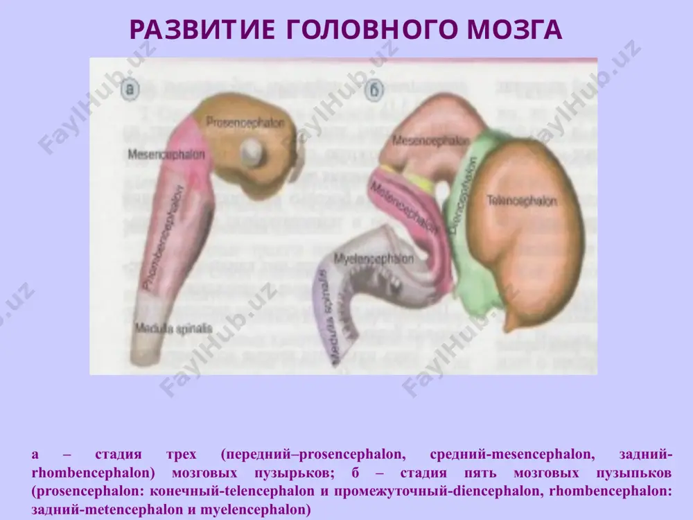 , кўрув) марказлар) агрануляр турдаги пўстлоқ: 3-, 5- ва 6-қаватлар яхши ривожланган неокортекс цитоархитектоникаси қаватлари таркиби ўсимталарнинг жойлашиши молекуляр дуксимон нейронлар ва толалар дуксимон нейрон ўсимталари пўстлоқ юзасига параллел жойлашган ташқи донадор майда пирамидасимон, юлдузсимон нейронлар пирамидасимон нейроннинг учидан чиққан дендритлар молекуляр қаватга кўтарилади, ён ўсимталари шу еронинг ўзида шохланади, аксони эса оқ моддага ўтиб, яна пўстлоққа қайтади ва кортико-кортикал нерв толаларини хосил қилади пирамидасимон майда ва ўрта пирамидасимон нейронлар (10-40 мкм) учидан чиққан дендритлари молекуляр қаватга кўтарилади, ён дендритлари шу қаватдаги нейронлар билан боғланади, аксони оқ моддага ўтиб, кортико-кортикал нерв толасини хосил қилади ва у пўстлоққа қайтиб, молекуляр қаватга йўналади ички донадор майда пирамидасимон, юлдузсимон нейронлар пирамидасимон нейронларнинг дендритлари молекуляр қаватга, аксони оқ моддага йўналади ганглионарный гигант пирамидасимон нейронлар - бец хужайралари учидан чиққан дендритлари – молекуляр қаватга йўналади, ён дендритлари шу қаватдаги нейронлар билан боғланади. аксонларнинг бир қисми пирамида ёки кортикоспинал йўлни хосил қилиб, орқа мияга йўналади ва …