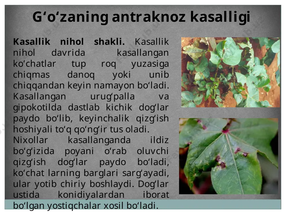 amom natriy, benzimidazol bilan ishlov berilishi yaxshi samara beradi. image3.jpeg image4.jpeg image5.jpeg image6.jpeg image7.jpeg image8.jpeg image9.jpeg image10.gif
