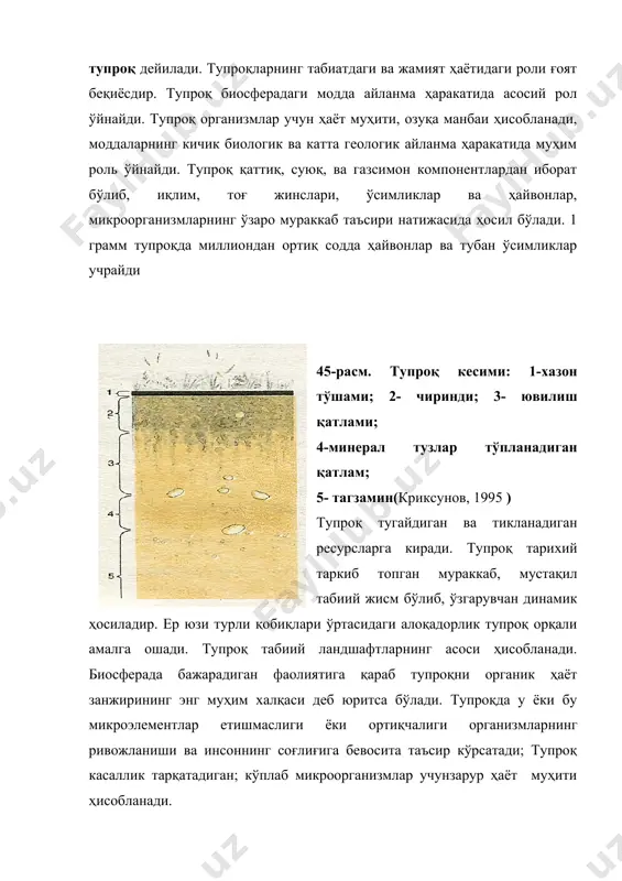 ган (обикор) дехқончилик мовароуннахрда ҳам қарийиб 5 минг йиллик тарихга эга. ер юзи тупроқ қатламининг ҳозирги ҳолати биринчи навбатда кишилик жамиятининг фаолияти билан белгиланади. инсон тупроқларга ижобий ва салбий таъсир кўрсатади. инсон тупроқларнинг ҳосилдорлигини ошириши, ерларнинг ҳолатини яхшилаши мумкин. шунинг билан бирга шаҳар қурилиши, атроф-муҳитнинг ифлосланиши, агротехник тадбирларнинг талабга жавоб бермаслиги натижасида тупроқлар бевосита йўқ қилиниши, яроқсиз ҳолга келиши, емирилиши мумкин. ҳозирги кунда тупроқлар майдонининг камайиши унинг тикланишидан минглаб марта тезроқ амалга ошмоқда. табиатда шамол ва сув таъсирида тупроқларнинг емирилиши ёки эрозияси кузатилади. инсон фаолияти натижасида тезлашган сув ва шамол эрозияси амалга ошади, жарлар ҳосил бўлади(46-расм). 46-расм. тупроқ эрозияси ва жарнинг ҳосил бўлиши(криксунов,1995) антропоген эрозия тупроқ ресурсларидан нотўғри фойдаланишнинг оқибати бўлиб, унинг асосий сабаблари ўрмон ва тўқайларни қирқиб юбориш, яйловларда чорва молларини боқиш нормасига амал қилмаслик, дехқончилик юритишнинг нотўғри методларидан фойдаланиш ва бошқалардир. турли малумотларга кўра ҳар куни ер юзида эрозия натижасида 3500 га унумдор тупроқли ерлар ишдан чиқади. сув …