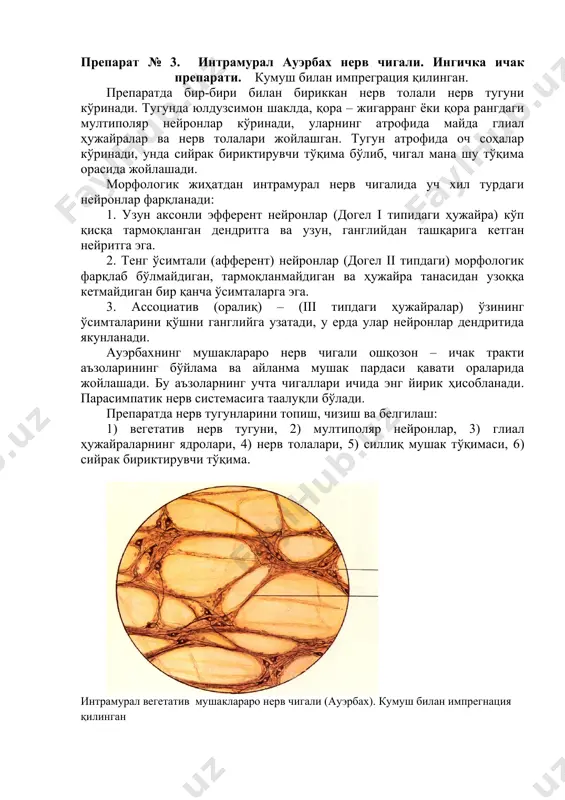 ктирувчи тўқима. интрамурал вегетатив мушаклараро нерв чигали (ауэрбах). кумуш билан импрегнация қилинган ( рыхлая соединительная ткань ) ( нервные волокна ) препарат № 4. қуёш чигали (намойиш учун). кумуш билан импреграция қилинган. экстрамурал вегетатив чигал ҳисобланади, симпатик нерв системасига таалуқли ҳисобланади. нерв тугунининг тузилиш принципи худди интрамурал чигалига ўхшайди. . image1.png image2.png image3.png image4.png