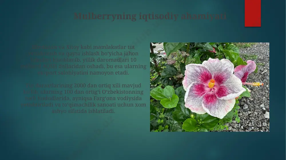 qin tur, jumladan, qimmatli hibiscus turlari, o'simliklarning noto'g'ri yig'ib olinishi va yashash joylarining yo'qotilishi tufayli xavf ostida. ikkala oilaning kelajagi, ayniqsa, 300 dan ortiq hibiscus turi mavjud bo'lgan janubiy osiyo va afrika mamlakatlarida, ularning tabiiy yashash joylarini saqlashga bog'liq. e'tiboringiz uchun rahmat @taqdimot_robot image6.jpg image7.jpg image8.jpg image9.jpg image10.jpg image11.jpg image12.jpg image13.jpg image14.jpg image15.jpg image16.jpg image17.jpg image18.jpg image19.jpg image2.png image3.png image4.png image5.png