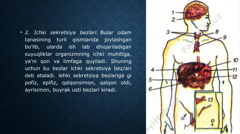 . natijada qandsiz diabet kasalligi sodir bo'ladi. bu kasallikda odam ko'p suv iste'mol qiladi va ko'p siydik ajratadi (bir kecha-kunduzda 5-10 l va undan ko'p). shuni alohida ta'kidlash kerakki, gipofiz organizmdagi bar¬cha ichki sekretsiya bezlarining ishini tartibga soluvchi hukmron bez bo'lishi bilan birga, uning funksiyasi markaziy nerv sistemasi tomonidan, ya'ni oraliq miyadajoylashgan gipotalamusdan aj¬raladigan neyrogormonlar orqali boshqariladi. epifiz bezi. epifiz bosh miyaning asosida, ya'ni o'rta miya sohasida joylashgan bo'lib, uning massasi 0,2 g. unda melatonin gormoni ishlab chiqariladi. bu gormon gi pofizning oraliq bo'lagidan ajraladigan intermidin gormoni singari, odam organizmida pigment almashinuvini boshqarishda ishtirok etadi. bundan tashqari, epifizdan ajraladigan gormon gi pofizning gonadotrop funksiyasini tormozlab, bolada vaqtidan ilgari balog'atga yetish jarayonini susaytiradi. epifizning funksiyasi bola 7 yoshga kirguncha kuchayib bora¬di, undan keyin uning faoliyati asta-sekin pasayib, balog'atga yet ish davri oldidan butunlay to'xtaydi. agar bu bezning funksiyasi oldinroq pasaysa, gi pofizning gonadotrop funksiyasi kuchayib ketib, bolada vaqtidan ilgari balog'atga yet …