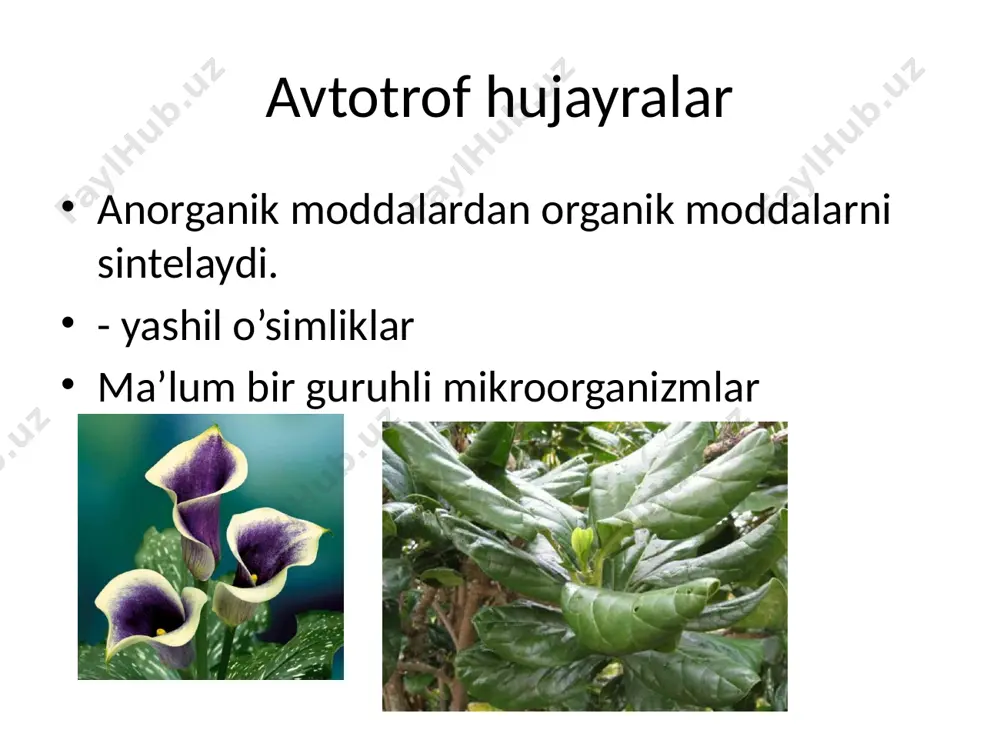 hujayraning oziqlanishi - Page 2
