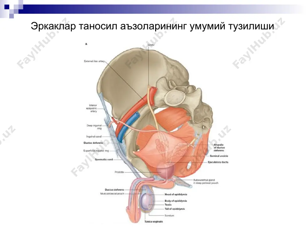 жинсий аъзоларининг анатомияси. оралиқ. - Page 4