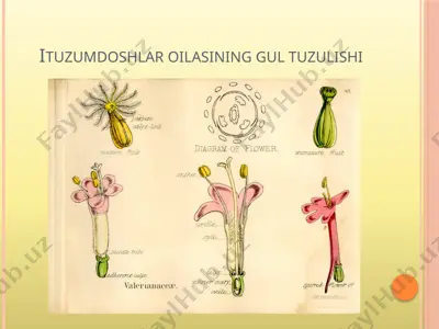 ituzumdoshlar oilasining gul tuzulishi — PPTX