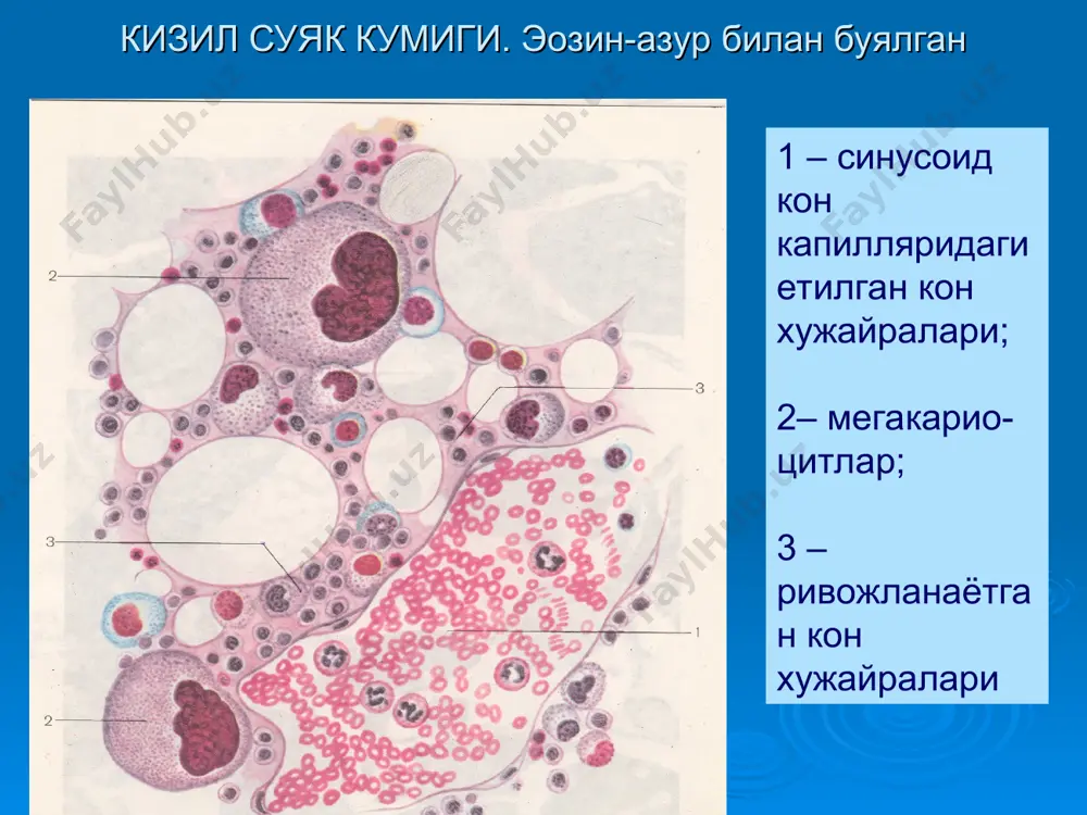 кон яратувчи ва иммун-химоя аъзолари - Page 2