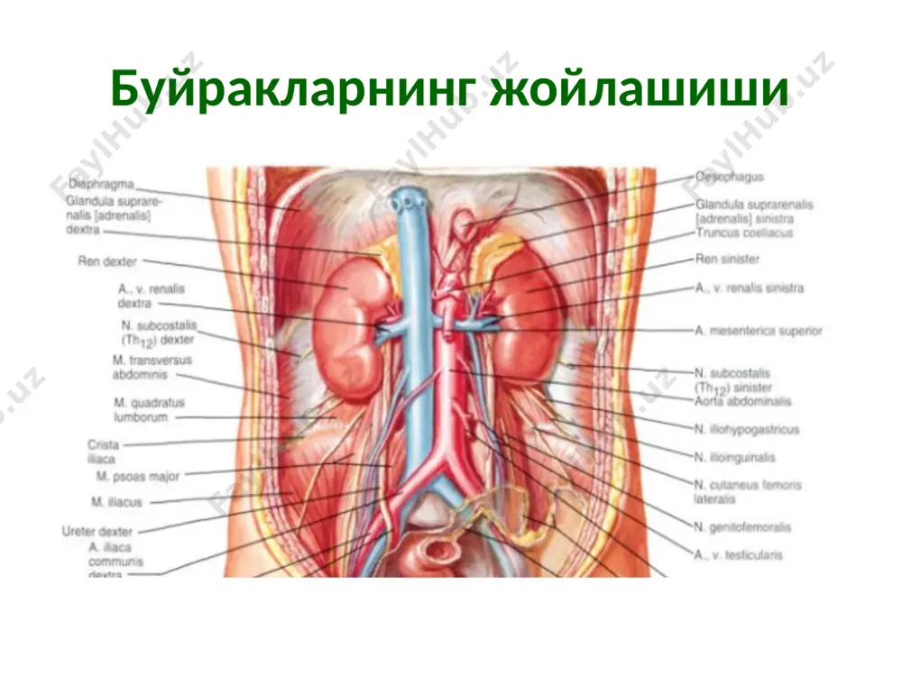сийдик-таносилтизими - Page 2