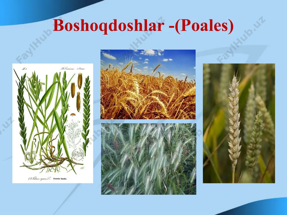 bug'doydoshlar (boshoqdoshlar) (roaseaye) (gramineae) oilasi - Page 4
