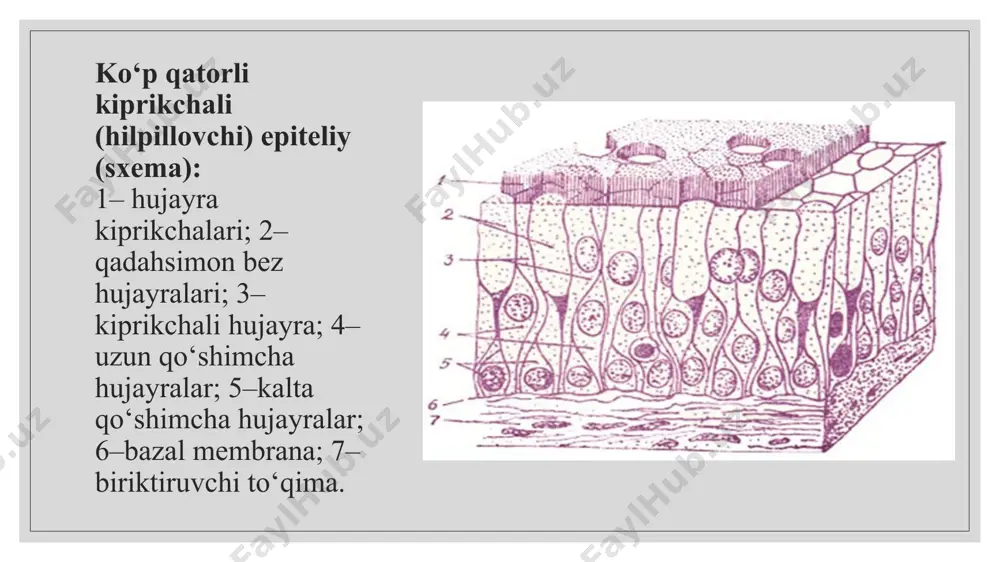 bir qavatli epiteliy. ko‘p qavatli epiteliy - Page 5