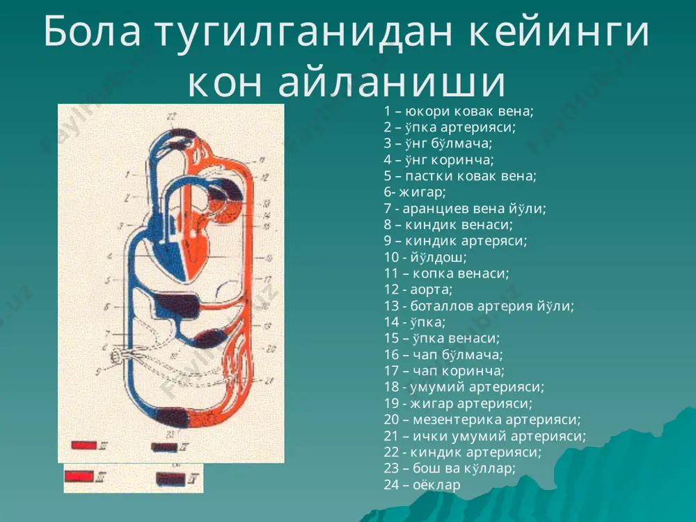 артерияси; 21 – ички умумий артерияси; 22 - киндик артерияси; 23 – бош ва кўллар; 24 – оёклар юрак шовкинлари: 1. функционал шовkинлар 2. органик шовkинлар функционал шовкинлар эндокарднинг анатомик структураси билан боглик эмас органик шовкинлар – эндокард шикастланиши билан боглик (юрак табааларининг шикастланиши) функционал ва органик шовкинларнинг дифференциал диагностик белгилари юрак ту¶ма нуµсонлари ютннинг таснифи юрак тугма нуксонлари: кичик кон айланиш доирасида димланиш билан кечувчи нуксонлар очик артериал йўли нуксони гемодинамикаси 1. кон аортадан ўпка артериясига ўтади 2. кичик кон айланиш доирасида гипертензия 3. юрак чегараси чапка ва юкорига кенгаяди бўлмачалараро тугма юрак нуксони гемодинамикаси 1 .артериал кон чапдан ўнга ўтади 2 .µичик кон айланиш даораси гипертензияси 3 .юрак кундалангга ва ўнгга катталашкан 4 .тўш суягидан ўнг томонда дагал систолик шовкин 5. рентген: ўпка сурати кенгайиши, юрак сояси ўнг юрак ярми ва ўпка артерияси хисобига кенгайган коринчалараро юрак тугма нуксони: гемодинамикаси 1.кон чап коринчадан ўнг коринчага ўтади 2.кичик кон …