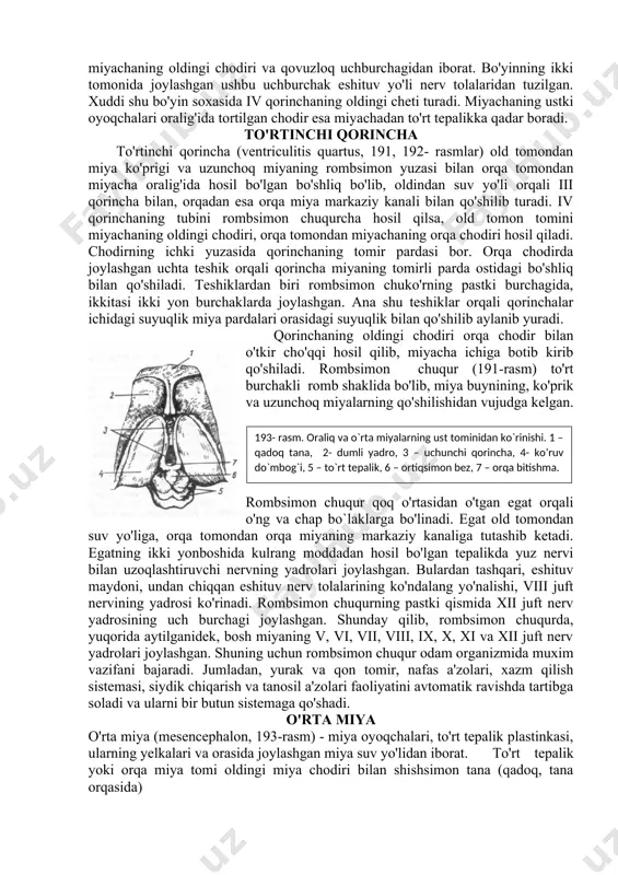 a kulrang moddadan tuzilgan yadrolar ko'proq bo'lib, ular uch shoxli (v juft) nerv, uzoqlashtiruvchi nerv (vi juft), yuz nervi (vii juft) va daxliz-chig'anoq nerv (viii juft) larining yadrolaridir. miyacha (cerebellum, 192- rasm) bosh miyaning katta bo`laklaridan biri bo'lib, og'irligi 120-150 g gacha bo'ladi. miyacha bosh miya ensa qismining ostida, bosh skeletining ichki yuzasidagi maxsus orqa chuqurda joylashgan. miyachaning ostida miya ko'prigi bilan uzunchoq miya turadi. miyachani ikki yon tomonidagi miyacha yarimsharlari o'rtasida joylashgan miyacha chuvalchangi birlashtirib turadi. odatda, ustki va pastki chuvalchanglar tafovut etiladi. miyachaning yuzalari 2-3 mm qalinlikdagi kulrang modda (po’stloq) bilan qoplangan bo'lib, undagi yupqa pushtalar chuqur egatlarni kitob varaqlari singari bir-biridan ajratib turadi. yupqa pushtalar yig'ilib, aloxida bo`lakchalarni hosil qiladi. bu bo`lakchalar esa chuvalchangdagi bo`lakchalarga mos keladi.192- rasm. miyacha yadrolari. cho'qqi(tom) yadro, 2- sharsimon yadro. 3 - po'kak silon yadro, 4- tishli yadro. miyacha bosh miyaning boshqa qismlari bilan uch juft oyoqchalar orqali tutashib turadi: 1.ustki oyoqchalar …