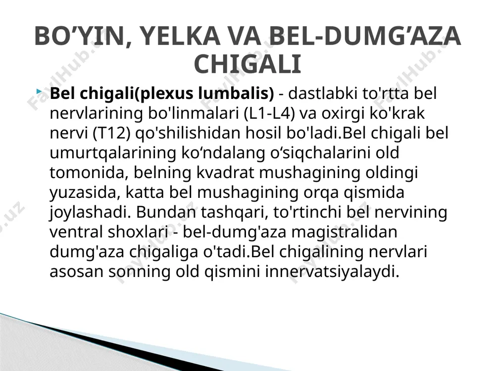 s anteriores) bo‘lib, katta jinsiy lablar terisini innervatsiya qiladi[ son-jinsiy nervi (n. genitofemoralis) katta bel mushagini teshib o‘tib ikki: jinsiy va son tarmoqlariga bo‘linadi.jinsiy tarmog‘i (r. genitalis) chov kanaliga kirib erkaklarda moyakni ko‘taruvchi mushakni, moyakning go‘shtdor pardasi va terisini,sonning medial yuzasi terisini innervatsiya qiladi. yopqich nerv (n. obturatorius) katta bel mushagidan pastga yo‘nalib, kichik chanoq bo‘shlig‘iga tushadi. yopqich kanal orqali o‘tib, sonning yaqinlashtiruvchi mushaklari o‘rtasiga chiqadi va ikki tarmoqqa bo‘linadi. oldingi tarmoqning (r. anterior) mushak tarmoqlari (rr. musculares) taroqsimon, sonni yaqinlashtiruvchi uzun va kalta mushaklarini innervatsiya qiladi. uning teri tarmog‘i (r. cutaneus) sonning medial yuzasi terisini innervatsiya qiladi. orqa tarmoqning (r. posterior) mushak tarmoqlari (rr. musculares) sonni yaqinlashtiruvchi kalta mushakni orqasidan o'tib, tashqi yopqich va sonni yaqinlashtiruvchi katta mushakni innervatsiya qilsa, uning bo‘g ‘im tarmog‘i (r. articularis) chanoq-son bo‘g‘imi xaltasini innervatsiya qiladi. anatomiyada dumgʻaza chigali — bu sonning orqa qismi, pastki oyoq va oyoqning koʻp qismi va tos boʻshligʻining bir …
