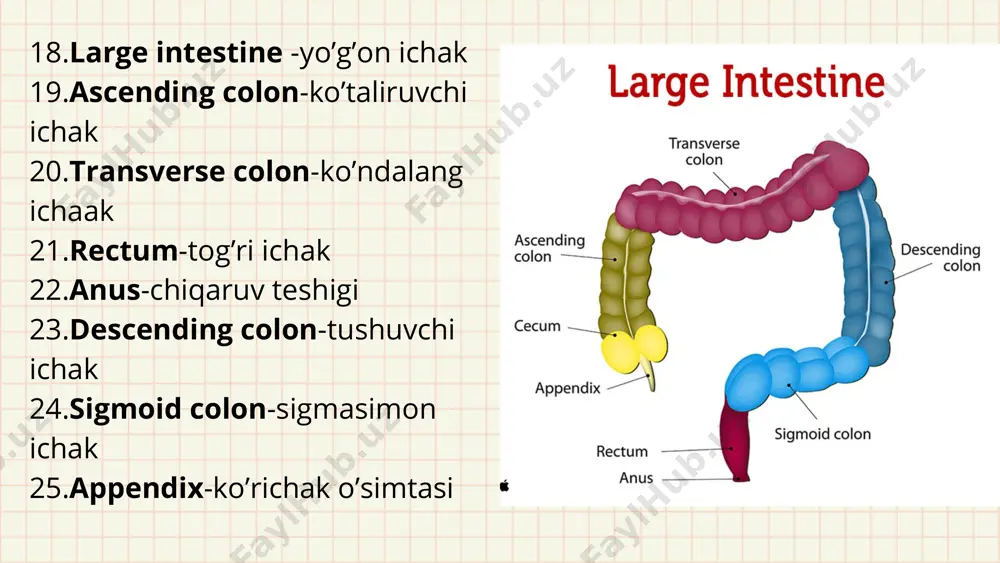 the human digestive system - Page 5