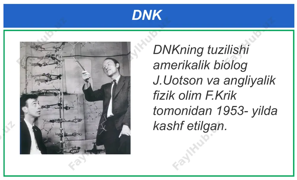nuklein kislotalar. nukleotidlar. dnk - Page 4
