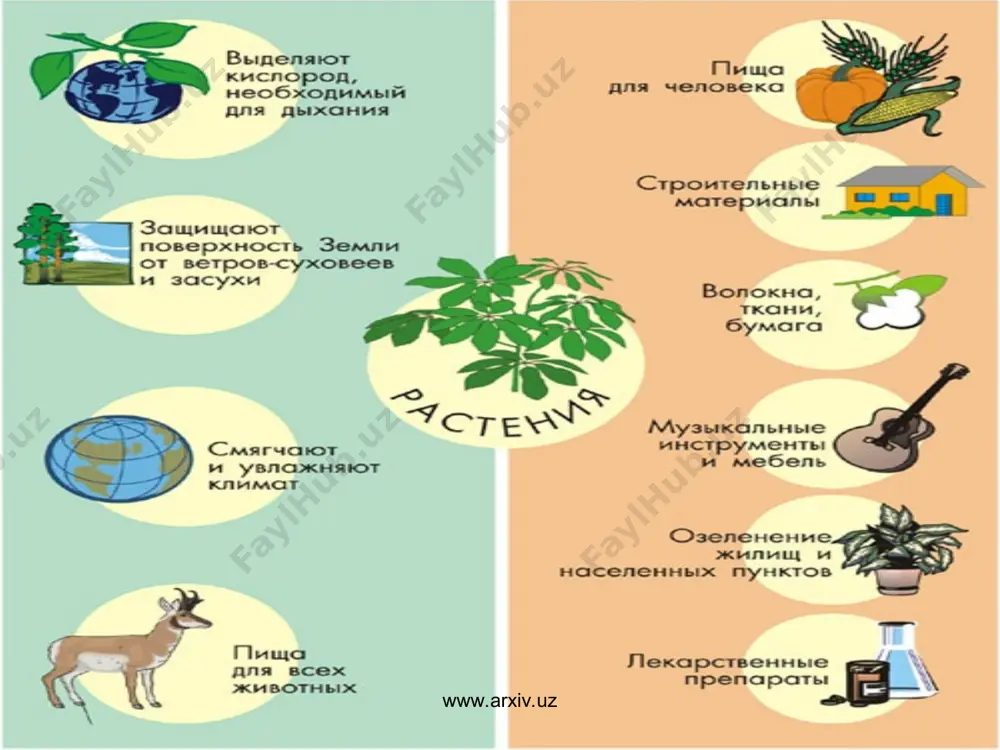 arg kabi vegetativ organlarga ega. o’simliklarni tiplari www.arxiv.uz www.arxiv.uz www.arxiv.uz www.arxiv.uz tuban o’simliklar gruppasi qo’yidagi o’simlik tiplaridan iborat. 1. yshil suvutlar tipi- chlorophyta yashil suvutlar tipiga bir xo’jayrali, ko’p hujayrali va kolonial organizmlarni (5700ga yaqin turi) kiradi. ularning xo’jayra moddasi tarkibida faqat xlorofil pigmenti mavjud bo’lganligidan vakillarining barchasi yashil rangda bo’ladi. yshil suvutlarning bir xo’jayrali vakillari mikroskopik organizmlardir. kolloniya va ko’p xo’jayrali vakillari esa, ancha yirik bo’ladi, va 0,5m. gacha etadi. bir xujayrali yashil suvo’tlar dumaloq, noksimon, cho’zinchoq, ko’p xo’jayralilari insimon, bo’tasimon shoxlangan, plastinkasimon, kolloniyali vakillari esa, sharsimon, tursimon kabi shakllarga ega. yshil suvo’tlar vakillarining hujayrasi protoplazma, bir yoki bir necha yadro, xromatofor va vakual kabi qisimchalardan iborat. yshil suvo’tlarning bir hujayrali vakillari xivchin deb ataluvchi qilchalarga ega bo’lib, ular yordamida suvda harakat qiladi. ba'zi koloniyali vakillari ham shu xilda harakat qiladi. ko’p hujayrali vakillari esa, o’zi yashayotgan joyiga (substratga) yopishib hayot kechiradi. yshil suvo’tlar har xil ko’payadi. ko’pchilik turlari …