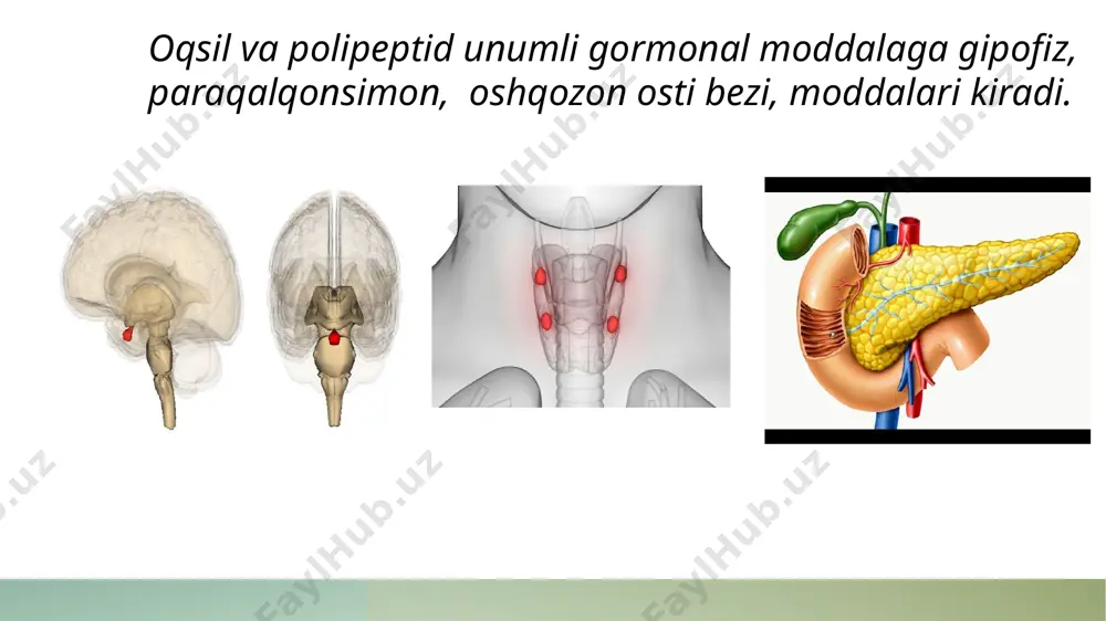 ar, oqsillar almashinuviga ta’sir ko’rsatadi. -kortikotropin miya qon tomirlari tonusini, o’tkazuvchanligini, ekstrapiramid sistemaning faolligini me’yorlashtiradi. -kortikotropin revmatizm, poliartrit, bronxial astma, leykoz, neyrodermitlar, ekzemalar hamda allergik kasalliklami davolashda keng qo’llanilardi. -kortikotropin miya shishida, miyada qon aylanishi yetishmovchiligida, xoreya, parkinsonizm kasalliklarida ham qo’llanadi. -organizmda unga nisbatan antitelolar paydo bo’lishi, allergik holatlar, uyqusizlik yuzaga kelishi hamda qon bosimi oshishi mumkin. somatotropin -somatotropin osteogenez, xondrogenez jarayonlarini kuchaytiradi. -lipaza fermentining faolligini, qonda erkin yog’ kislotalar miqdorini ko’paytiradi, -insulinga qarshi ta’sir ko’rsatadi, qonda qand miqdorini oshiradi. gipofizar pakanalikda qoʻllaniladi. gipotalamusdan somatotropinga qarama -qarshi gormon somatostatin ajraladi. somatostatin, laktogen gormoni, somatotropin, insulin, glyukagon, serotoninlar ajralishini ingibitsiya qiladi, akromegaliyani, endokrin o‘smalami, o‘tkir pankreatitlami davolashda qo’llaniladi. tireotropin -tiroksin hosil bo’lishi uchun kerak bo’lgan fermentni faollashtiradi. -gipotireozni aniqlash uchun hamda tireodin bilan birga qalqonsimon bez yetishmovchiligida qo’llanadi. menopauzali gonadotropin -ayollar tuxumdonida follikulalarning rivojlanishiga, estrogenlarning hosil bo’lishiga, erkaklarda spermatogenezga ijobiy ta’sir ko’rsatadi. xorionik gonadotropin -tuxumdonda ovulyatsiya va sariq tana, urug’donda testosteron …