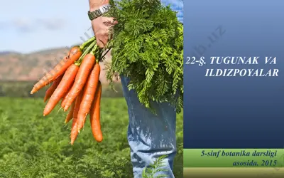 tugunak va ildizpoyalar. 5 - sinf — PPT