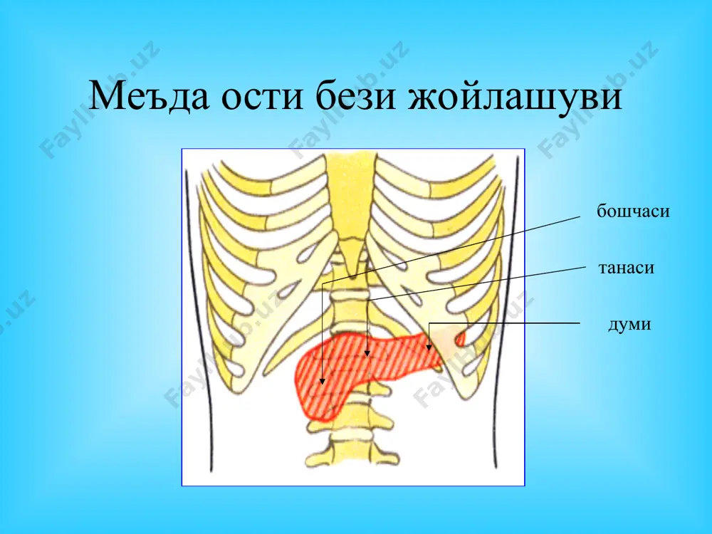 хром анемия, лейкоцитоз, фор- муланинг чапга силжиши, эчт ни кўтарилиши. меъда ости бези ферментларидан амилаза (диаста-за) миқдорининг қон ва сийдикда ортиши. калий, натрий, кальций ионлари ва қанд миқдо-рининг ортиши, гипо ва диспротеинемия. қонда гиперфибриногенемия ва с-реактив оқсил миқдорининг ортиши. панкреонекрозда бир кеча кундузлик диурезнинг камайиши (ануриягача) кузатилади. сийдик тахли-лида протеинурия, микрогематурия, цилиндрурия аниқланади. рентгенологик текширув, эндоскопик текширув ультратовуш ёрдамида текширув компьютер томография, ангиография лапароскопия махсус текширув усуллари ангиография лапароскопия лапароцентез изловчи катетер махсус диагностика усуллари * уткир панкреатит утт текшируви уткир панкреатит утт текшируви уткир панкреатит утт текшируви вирсунгография компьютер томография ядер-магнит томография целиакография панкреонекроздаги «ойнали шиш» панкреонекроздаги «стеарин пилакчалар» панкреонекроздаги «стеарин пилакчалар» ва фибрин толалари ўткир панкреатитнинг лапароскопик белгилари ўткир панкреатитни замонавий даволаш тамойиллари 1. максимал консерватив (патогенезига асосланган ҳолда) муолажа, 2. дифференциаллашган муолажа касаллик даври ва турига қараб, 3. доимий ноинвазив (узи, кт) ва инвазив (кўрсатмага асосланиб – лапароскопия) усуллар билан назорат қилиб туриш. 4. йирингли асоратлар юзага …