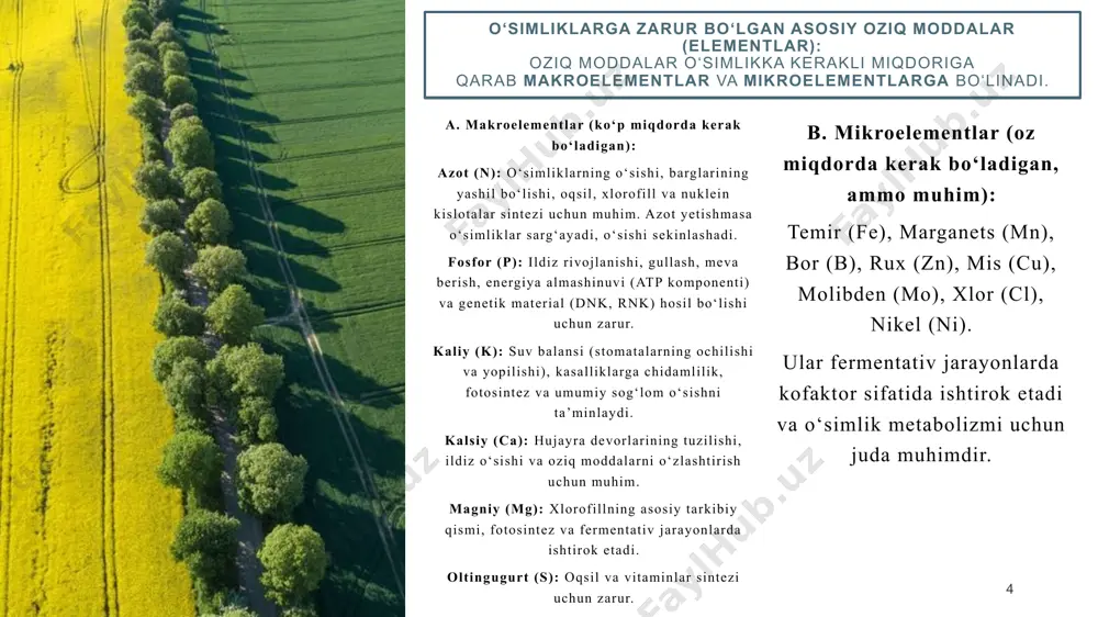 r kecha-kunduzda bir necha bor (mas, raygras 10-marta) tuproq eritmasidagi fosforni toʻliq oʻzlashtirib oladi va uning yangi miqdorlarini bogʻlangan holatdan chiqaradi. natijada mineral oziqlanish elementlarining soʻrilishi tezligi ularning tuproq eritmasiga utishi tezligi bilan meʼyorlashadi. mineral oziqlanishni meʼyorlashtiruvchi yana bir boshqa omil — tuprokdagi ildizlar sirtiga ionlarning diffuziyalanishi (yetib kelishi) tezligidir. shu bois ildiz tizimining morfologik tavsifi (uzunligi, tarqalishi, tarmoqlanishi, oʻsishi tezligi) mineral oziqlanishuchun fiziologik (oʻsimlik sirti yuqori qismi birligining soʻrish faolligi) tavsifiga karaganda koʻproq ahamiyatlidir. bu holat seleksiya ishlarida eʼtiborga olinadi. 13 13 14 organik moddalar noorganik moddalar suv tuzlar oqsillar yog’lar uglevodlar nuklein kislotalar h o p n k ca mg fe mn cu zn c o h n p s c o h c o h c o h n o’simliklarning kimyoviy tarkibi o’simliklarning kimyoviy tarkibi o’simliklarda 70 ga yaqin element mavjudligi aniqlangan. xulosa 15 o‘simliklarning tuproqdan oziqlanishi – bu o‘zgaruvchan tuproq sharoitlariga moslashishni talab qiluvchi, dinamik va …