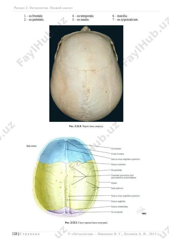 ia occipitalis externa;  srednyaya i nijnyaya viynie linii, lineae nuchae superior et inferior;  narujniy zatilochniy greben, crista occipitalis externa;  krestoobraznoe vozvishenie, eminentia cruciformis;  shovnaya kost, os suturale,  dopolnitelnaya, mojet obrazovivatsya v shve. ris. 2.12.9. zatilochnaya norma cherepa. razdel 2 . osteologiya. osevoy skelet ______________________________________________________________________________________________________________________________________________________________________________ © «osteologiya» – pivchenko p. g., xolamov a. i. , 2013 g . 133 | s t r a n i ts a 1 – os parietale; 7 – vomer; 13 – fissura orbitalis inferior; 2 – os occipitale; 8 – maxilla; 14 – cavitas nasi; 3 – os sphenoidale; 9 – os palatinum; 15 – meatus nasi medius; 4 – os temporale; 10 – os zygomaticum; 16 – meatus nasi inferior; 5 – os ethmoidale; 11 – mandibula; 17 – palatum osseum; 6 – concha nasalis inferior; 12 – choanae; 18 – os suturale. ris. 2.12.10. cherep szadi. vid cherepa …