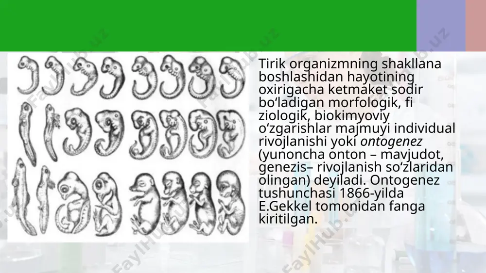 gilarini soqlovchi yadrodan tashqari sentrasoma va mitoxondriyalarni ham olib keladi. maydalanish. zigota hosil bo‘lganidan bir necha soatdan keyin maydalanish bosqichi boshlanadi. hujayralar mitoz usuli bilan bo‘lina boshlaydi, bo‘lingan hujayralar o‘smaganligi uchun hosil bo‘lgan hujayralarning o‘lchami tobora maydalashib boraveradi. odamda gastrulyatsiyaning ikki bosqichi bor. birinchi bosqichida (8 kuni) embrioblastning bir qismi amnion yoki amniotik pufakcha deb ataladigan xosilaga aylanadi. uning tubi ektodermadan yuzaga kelgan bo‘ladi, tubi tagida joylashgan entoderma esa sariklik pufakchasini hosil qiladi. ikkala embrion varag‘i shu joyda birgalikda embrion qalqonchasi, ya’ni embrion tanasini paydo qiladi. ikkala embrion varag‘i shu joyda birgalikda embrion qalqonchasi, ya’ni embrion tanasini paydo qiladi. amniotik pufakchaning qopqogi hamda yon qismlari birgalikda tanasini paydo qiladi. gastrulatsiya. homilaning rivojlanishi davom etib, hujayralarning bo‘lini shi va joyini almashtirishi natijasida asta-sekin gastrula bosqichiga o‘tadi. homilaning ikki qavatli bosqichi gastrula bo‘lib, uning hosil bo‘lish jarayoni gastrulatsiya deb ataladi. organogenez. bu bosqichida dastlab o‘zak organlar majmuyi: nerv nayi, xorda, ichak naychasi …