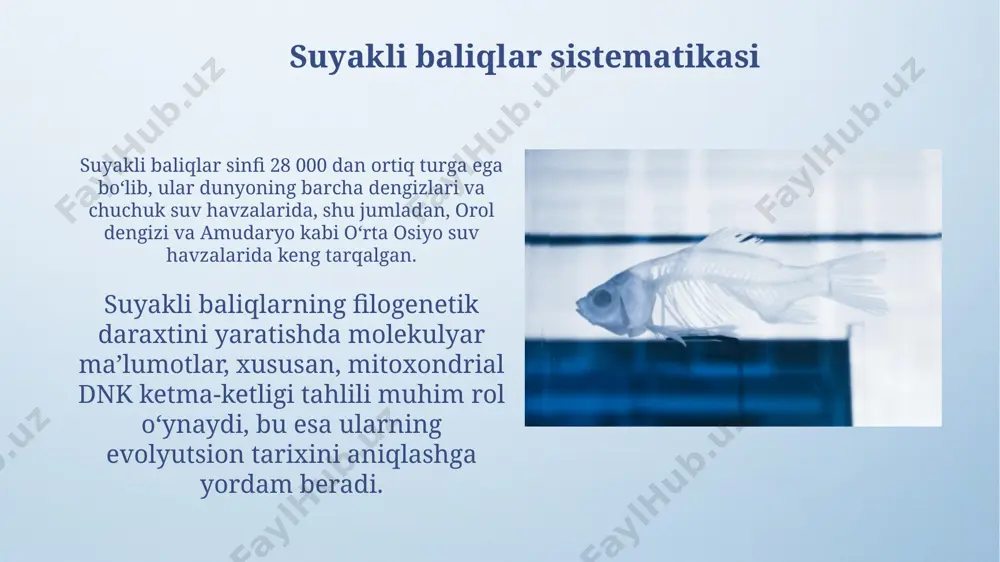 togʻayli va suyakli baliqlar sistematikasi - Page 3