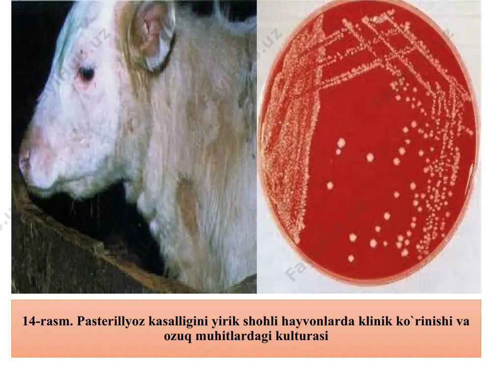 qonda va parenximatoz organlarda intensiv rivojlanadi. patologik jarayonlarning rivojlanishida qo’zg’atuvchining endotoksinlari, kapsula hosil qilishi muhim ahamiyatga ega. antigen tuzilishi. –p. multocida ning ikkita antigeni bor: kapsulali (k-antigen) va somatik (o-antigen) k-antigen karter bo’yicha 4 ta serologik tipga bo’linadi: a,b,d va e. k-antigen silliq variantiga(s) bog’liq bo’lib, kengish (r) va (m) mukoid shakllarda uchramaydi. k-antigen oqsil va polisaharidlardan, o-antigen lipopolisaharid oqsil kompleksdan iborat. immunitet hosil bo’lishida k – va o – antigenlar muhim rol o’ynaydi. kasallanib sog’ayganda yoki emlangandan keyin nosteril immunitet paydo bo’ladi. shuning uchun hayvonlar pasterella tashuvchi bo’lib qolishadi. diagnozi. bakteriologik tekshirish uchun laboratoriyaga mayda hayvonlarning jasadi yoki jigar, taloq, buyrak, limfa tugunlari, qon yurakdan, ilik suyagi yuboriladi. patmaterialdan surtmalar tayyorlanib, gram, romanovskiy gimza usullarida bo’yaladi va mikroskopda ko’riladi. oziqa muhitlar gpa, gpb ga ekiladi va qo’zg’atuvchining sof kulturasi ajratilib, kultural xususiyatlari o’rganiladi. patmaterial suspenziyasi yoki kultura yirik shoxli hayvon, cho’chqa, qo’ylardan olingan bo’lsa oq sichqon, quyonlar; tovuqdan esa …
