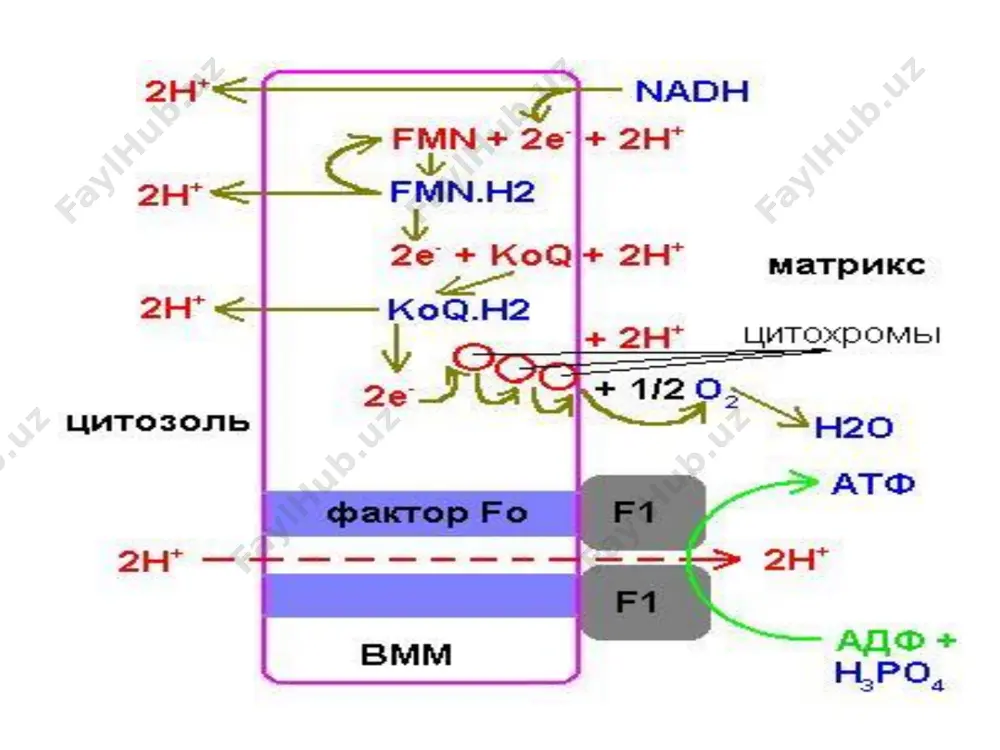 sdh ning raqobatbardosh inhibitori - asetil-koa - piruvat dekarboksilaza faollashtiruvchisi - sitrat - atsetil-koa karboksilaza faollashtiruvchisi adenilnukleotidlar: - sitrat sintazasining faolligi nadh2, atp ga bog'liq - ostida izotsitrat dehidrogenaza faollashadi nad, adp ta'siri krebs siklining anabolik funktsiyalari 1. - a -ketoglutarat → glutamat, prolin, ornitin, sitrulin, arginin va boshqa moddalarning glutamin prekursori. 2. oksaloatsetat → glyukoza asparagin → pirimidin nukleotidlari, ba'zi aminokislotalar. 3. suksinil-koa → gem. 4. fumarat → aromatik aminokislotalar 5. asetil-koa → yog 'kislotalari, xolesterin, atsetilxolin, atsetilglyukozamin. severin mashqidan rasm 125-bet.5.8-rasm gipoenergetik holatlar shakllar sabablari ovqatlanish _ ochlik, gipovitaminoz ii . gipoksik : _ a. qonning kislorod bilan ta'minlanishining buzilishi bilan bog'liq : ekzogen gipoksiya _ o'pka (nafas olish) gipoksiya b. to‘qimalarda kislorod tashilishining buzilishi bilan bog‘liq: gemodinamik gipoksiya _ gem globin gipoksiyasi nafas olayotgan havoda o2 etishmasligi o'pka ventilyatsiyasining buzilishi yoki o2 ning alveolalardan qonga o'tishi qon aylanishining buzilishi (umumiy - yurak nuqsonlari, qon yo'qotish, shok va …