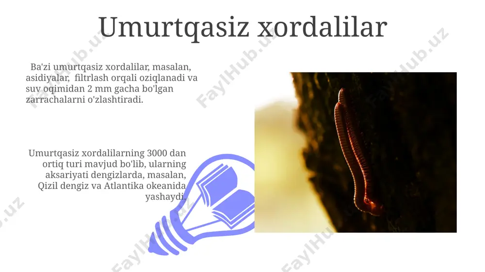 chala xo’rdalilar tipi - Page 3