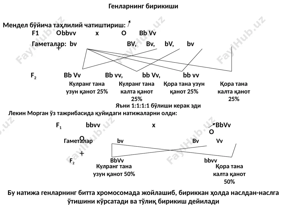 gi aniqlangan: 1, 2, 5, 6, 7, 9, 10, 11, 12, 15, 16, 17, 19, 20, 21 va x. shularning ichida eng yaxshi o'rganilganlari birinchi autosoma va x - xromosoma bo'lib, birinchi autosomada 20 dan ortiq, x-xromosomada esa 100 ga yaqin genlar aniqlangan. y- xromosomada esa hammasi bo'lib 3 tagina gen aniqlangan. одам хромосомаларидан биринчи аутосоманинг генетик ҳаритаси. одам кариотипи одам кариотипидаги хромосомаларни 2 гурухга булиш мумкин: аутосомалар, уларнинг диплоид сони – 44 (22 жуфт) булади. жинсий хромосомалар, уларнинг диплоид сони – 2 (1 жуфт) булади. аёллар гомогаметали (хх), эркаклар гетерогаметали (xy) булади. айрим организмлар кариотипи кушларда, судралиб юрувчиларда, капалакларда (ипак курти) ургочилари гетерогаметали (xy), эркаклари эса гомогаметали булади (xx). жинсни аниқлашнинг асосий турлари аксолотль жинс ҳосил бўлишнинг генетик механизми р 2а + хх x 2а + ху o + o гаметалар: а + y а + х а + х а + х 2а+хy 2а+хх 2а+хy 2а+хх o + …