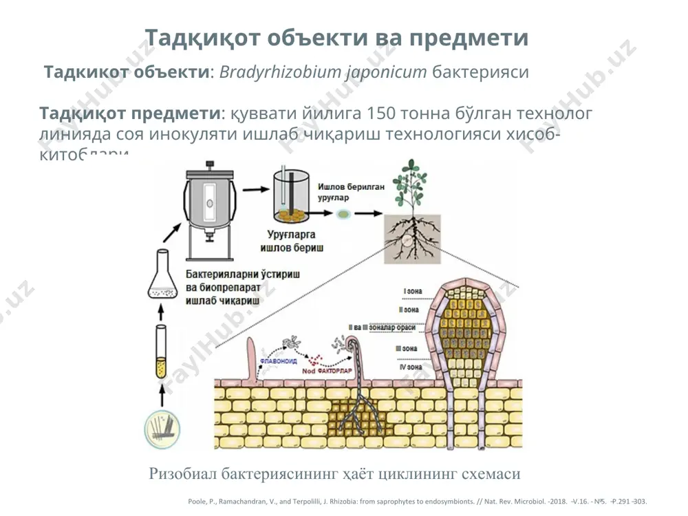 дуккакли ўсимликлар ўстиришда биотехнологик ёндошувлар - Page 4