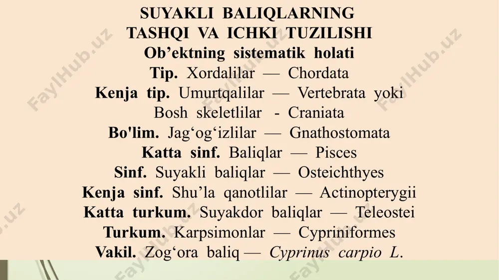 qismida joylashgan, rostrumi yo'q. dum suzgich qanoti gomotserkal tipda. juft suzgich qanotlari tanasiga nisbatan vertikal joylashgan. tanasi suyakli tangachalar bilan qoplangan va u yupqa plastinkadan iborat bo’lib, cherepitsasimon bir-birining ustida yotadi. kloakasi yo'q. ichagida spiralsimon klapanlari yo'q, uning o'rniga ko'pchilik suyak­li baliqlar ichagida ko'r (pilorik) o'simtalar paydo bo’lgan. tog'ayli baliqlar yuragidagi arterial konus o'rniga suyakli baliqlarda aorta piyozchasi paydo bo’lgan. laboratoriya mashg'ulotida tirik yoki formalin (spirt) eritmasida fiksatsiya qilingan zog'ora baliqning (zog'ora baliq bo'lmasa, do'ng peshona yoki oq amur balig'i misolida o'rgansa ham bo’ladi) tashqi tuzilishi o'rganiladi. fiksatsiya qilingan baliqning tashqi tuzilishini o'rganishdan oldin uni bir necha soat suvda yuvib, formalin hidi yo'qotiladi. so'ngra baliqni suvli, kengroq idishga solib, uning gavda shakli, rangi, tan­gacha qoplamining joylashishi, gavdasining bosh, tana va dum qismlarining qo'shilib ketganligi va tanasining ikki yon tomondan siqiqligini e’tibor berib ko'rib chiqing. boshida, tanasida va dum qismida joylashgan organlarini toping. yangi tutilgan tirik baliq terisi shilimshiq modda bilan …