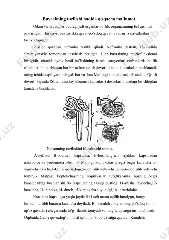 la kapsulaga kirgach, yana tarmoqlanib kapillyarlarga bo’linadi, oqibatda kapillyarlar chigalini -malpigiy koptokchasini hosil qiladi. kapsuladan chiqayotgan arteriola unga kirayotgan arterioladan torroq. kapsuladan chiqqan arteriola, birinchi va ikkinchi tartibli burama kanalchalarda yana kapillyarlarga tarmoqlnib kanalchalarni o’rab oladi. so’ngra kapillyarlar venalarga aylanadi. mayda venalar o’zaro qo’shilib, buyrak venasini hosil qiladi. yukstamedullyar nefronlar kapsulaga kirayotgan arteriola yug’onligiga teng. ularda kapsuladan chiqqan arteriola, kanalchalar atrofida kapillyarlar to’rini hosil qilmaydi. siydik hosil bo’lishi. siydik buyrakda, nefronlarda hosil bo’ladi. nefronlarda siydik hosil bo’lishini tushuntiradigan asosiy nazariya filtratsiya-reabsorbsiya nazariyasidir. bu nazariyaga ko’ra siydik hosil bo’lishida ikki faza: filtratsiya va reabsorbsiya (qayta so’rilish) fazalari farqlanadi. a-buyrakning umumiy tuzilishi; b-buyrak to’qimasining bir necha marta katta qilib ko’rsatilgan qismi. 1-shumlyanskiy kapsulasi; 2-birinchi (birlamchi) burama kanalcha; 3-genle qovuzlog’i; 4-ikkinchi (ikkilamchi) burama kanalcha birinchi faza - filtratsiya fazasida koptokcha kapillyarlaridan oqayotgan qon plazmasida erigan moddalar shumlyanskiy-boumen kapsulasiga shimilib, filtrlanib o’tadi. kapillyarlar endoteliyasi (devori) va kapsula ichki devori tegishli tuzilishga ega bo’lganligi tufayli …