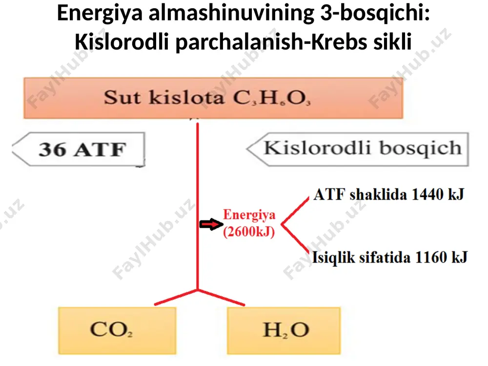 energiya almashinuvi bosqichlari - Page 4