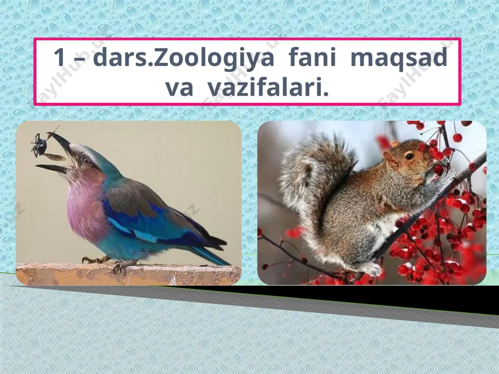 giyasini o’rganish; 4. otlar nasl boshi xisoblangan hayvonni aniqlang? a) tapir; b) tarpan; c) perjivalskiy; d) oriks; 5. hayvonlar ekologiyasini o’rgangan olim kim? a) m.a.sultonov; b) a.t.to’laganov; c) d.n.kashakrov; d) t.z.zohidov; 6. qaysi olimning tadqiqotlari o’rta osiyoda rishta kabi xavfli parazit hayvonlar tugatilishi uchun asoss bo’ldi? a) i.m.isoyev; b) m.a.sultonov; c) o.p.bogdanov; d) j.a.azimov; 7. qaysi hayvonlar uchun qirilib ketish xafi tug’ilgan? a) zubr; b) bizon; c) jayron; d) barchasi to’g’ri; 8. qaysi hayvon hozirda yo’q bo’lib ketgan? a) yevropa turi; b) stlerov sigiri; c) tarpan; d) barchasi to’g’ri; 9. o’zbekiston respublikasi qizil kitobiga 2009-yil nashriga noyob va soni kamayib borayotgan hayvonlarning qancha turi kiritilgan? a) 163 turi; b) 200 turi; c) 184 turi; d) 24 turi; 10. hayvonlarni o’rganishni qaysi olim boshlab bergan? a) arastu; b) gay pliniy; c) fales; d) teofrast; vazifa:mavzuni o`qish vamavzu so`ngidagi savollarga javob topish, testlarni ishlash. image1.jpeg image2.gif image3.gif image4.jpeg image5.jpeg image6.jpeg image7.jpeg image8.jpeg …
