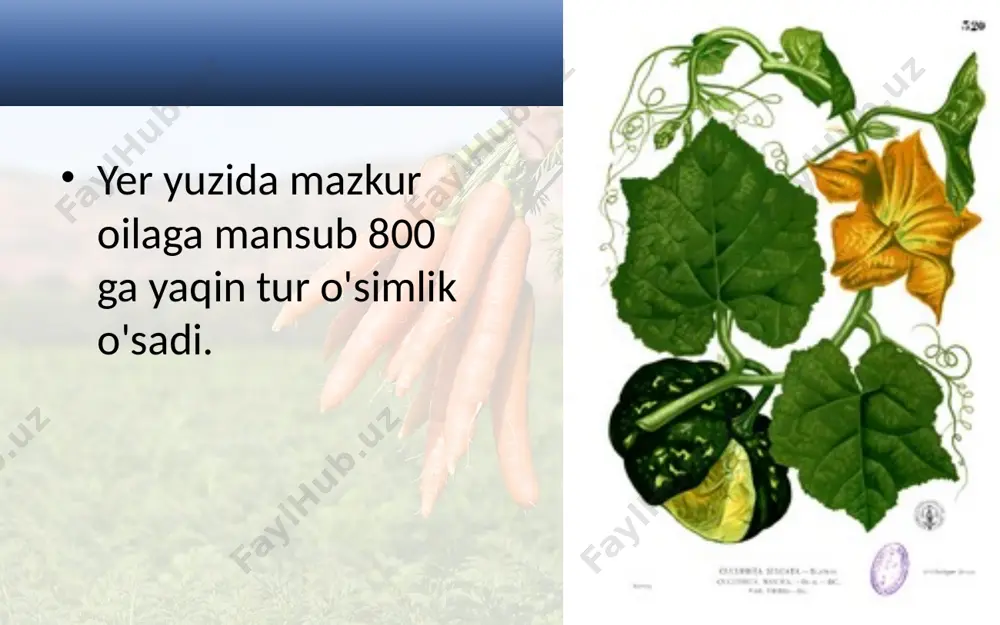 qovoqdoshlar oilasi. 6 - sinf - Page 3