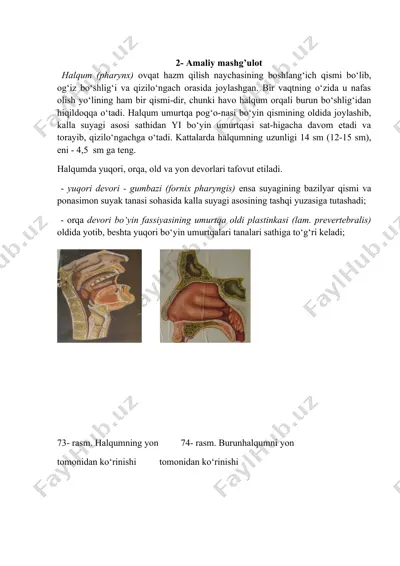 halqum (pharynx) — DOCX
